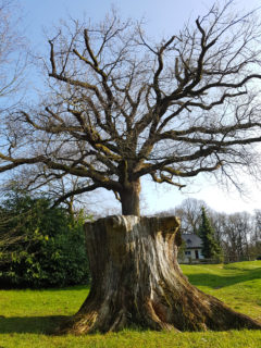 Photo gagnante du défi du mois Arbre