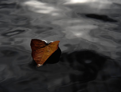 Feuille flottante sur de l'eau