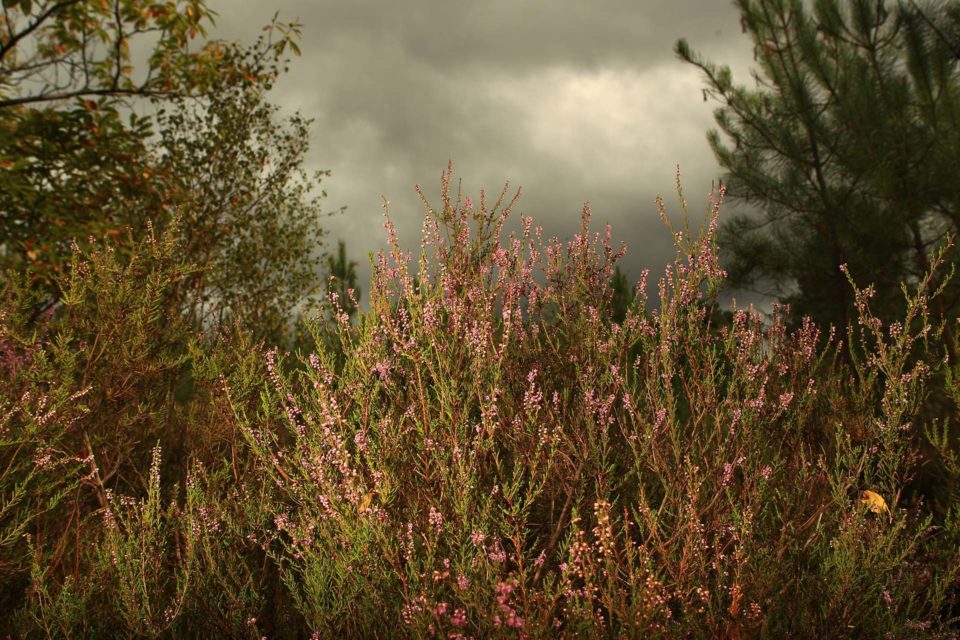 Le temps de l'automne