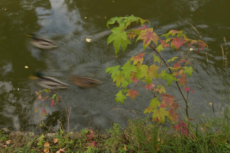 Le temps de l'automne