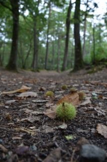 Le temps de l'automne