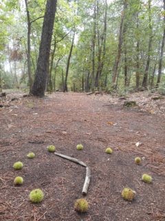 Le temps de l'automne