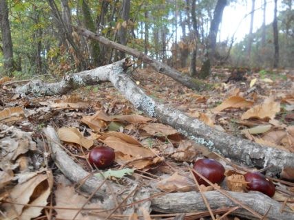 Le temps de l'automne