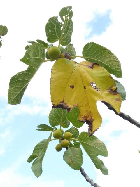 Le temps de l'automne