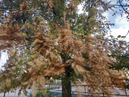 1ère place catégorie enfant : Le temps d'automne - Marin Bourné