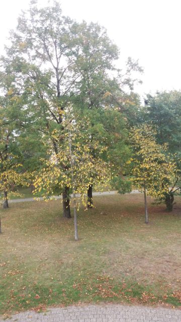 2ème place catégorie enfant : Le temps d'automne