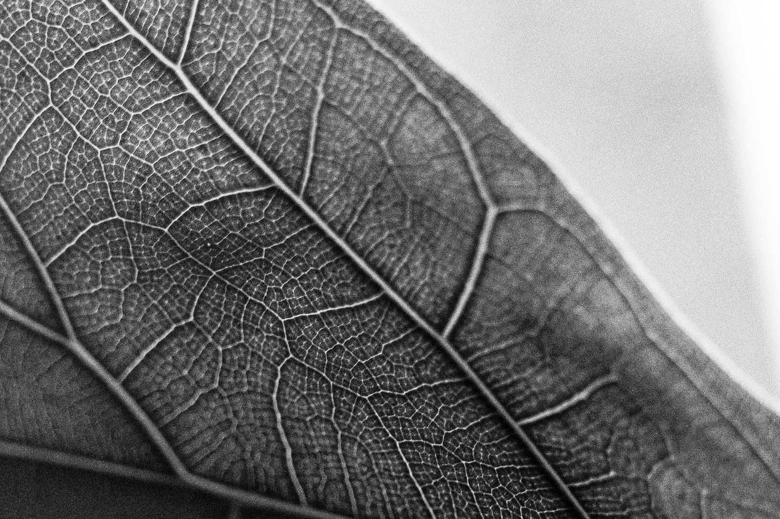 Défi du mois "Transparence"